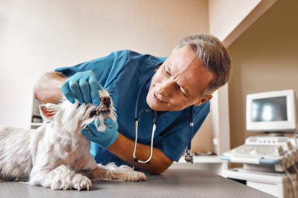 Best Emergency Tooth Extraction in Bolindale, OH
